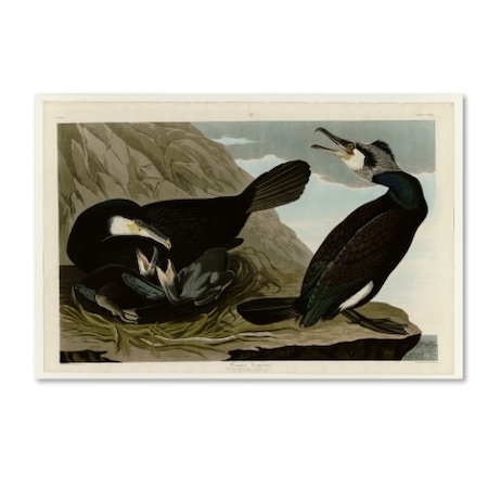 Audubon 'Common Cormorantplate 266' Canvas Art,22x32